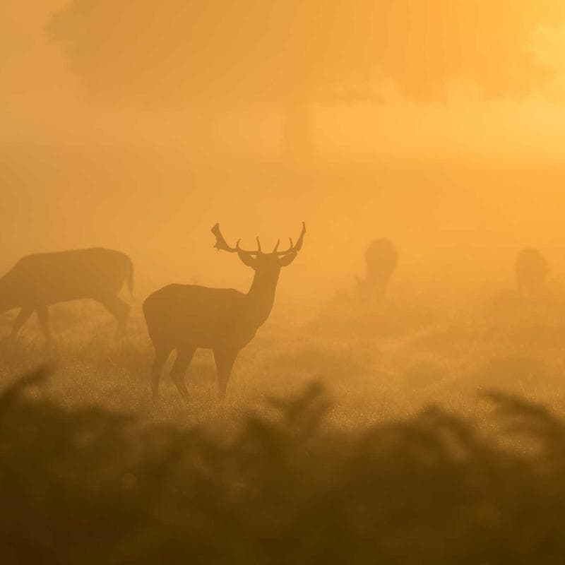 Taş Ev Restorasyonu